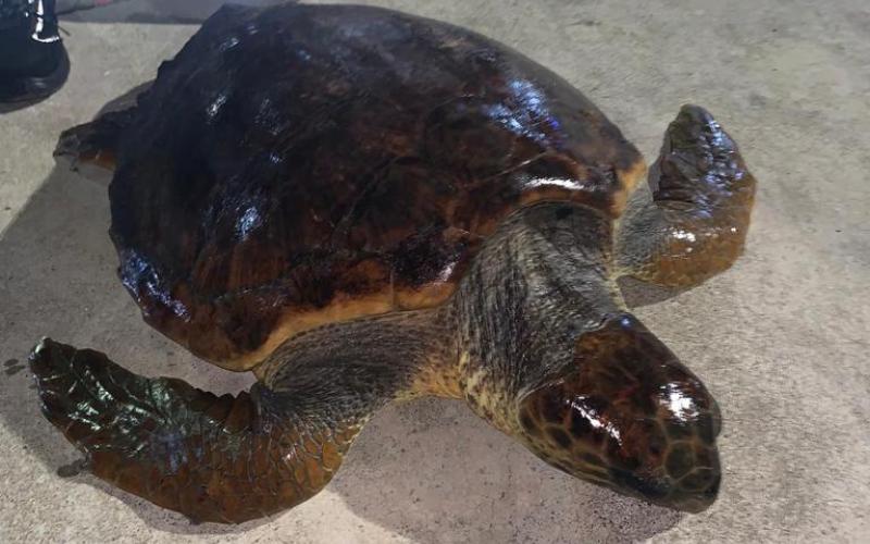 Salvataggio caretta caretta 