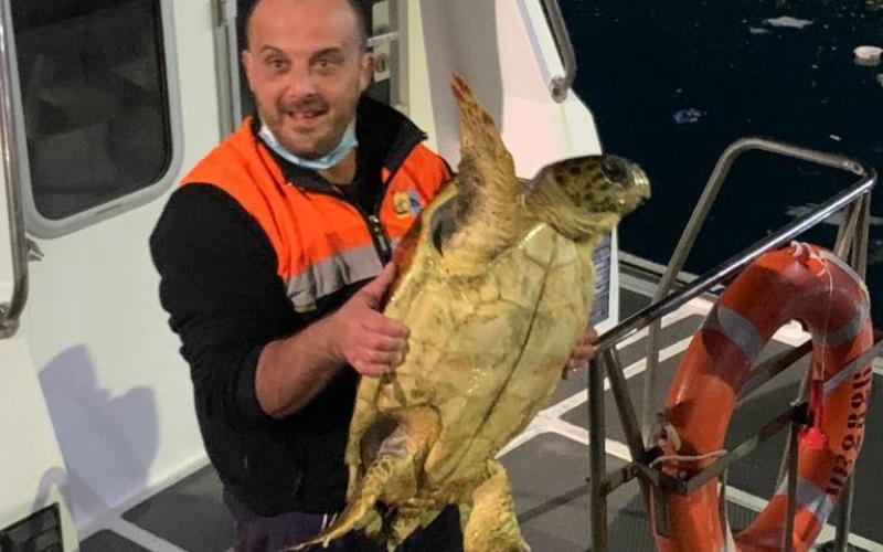 Salvataggio caretta caretta 